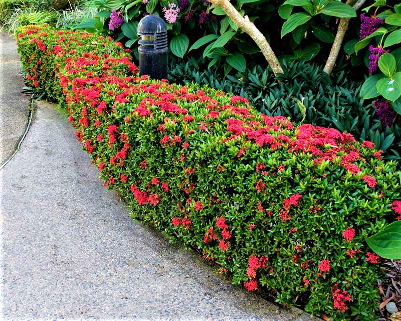 Mini Ixora Vermelha ou Ixória-Chinesa - Jardim Exótico - O maior portal