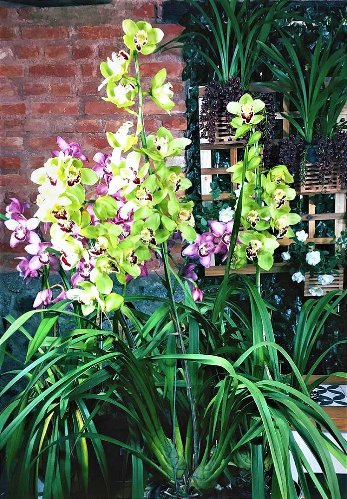 Orquídea Cymbidium Nobilis Gigante Cor Verde-Limão - Adulta - Jardim  Exótico - O maior portal de plantas e produtos naturais do Brasil.