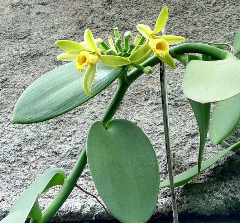 Baunilha A Verdadeira Planta que Produz Baunilha Jardim Exótico O maior portal de plantas Baunilha A Verdadeira Planta que Produz Baunilha Jardim Exótico O maior portal de plantas