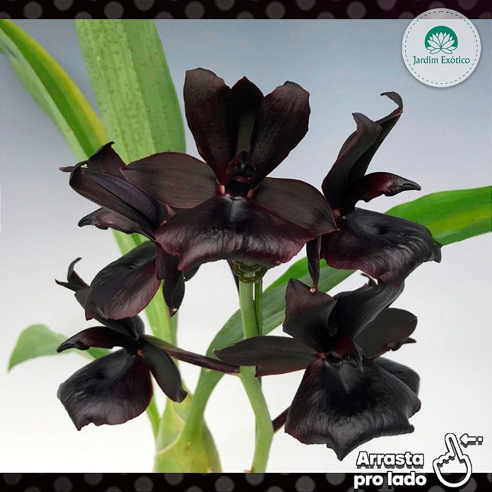 Découvrir 48 kuva orquídea negra comprar - Thptnganamst.edu.vn