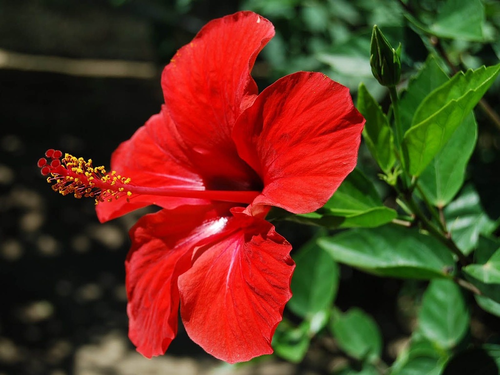 Hibisco Vermelho - Jardim Exótico - O maior portal de plantas e produtos  naturais do Brasil.