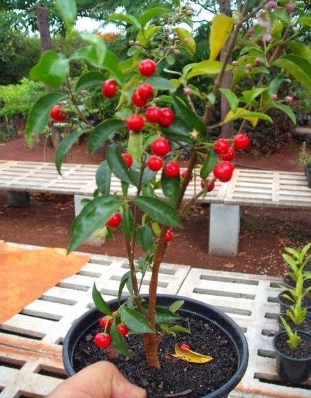 Mini Acerola - Ideal para Vasos - Jardim Exótico - O maior portal de  plantas e produtos naturais do Brasil.