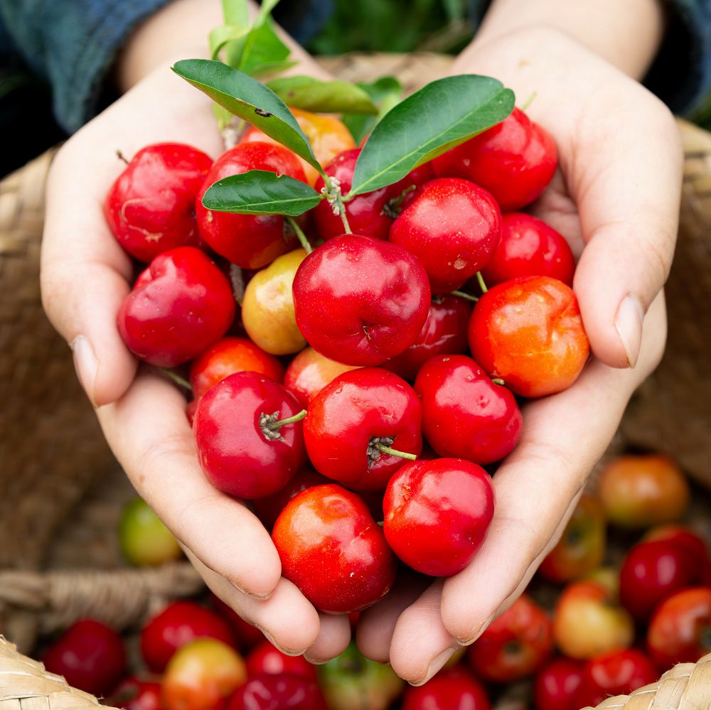 Acerola Okinawa de Frutos Grandes - Muda Clonada - Jardim Exótico - O maior  portal de plantas e produtos naturais do Brasil.