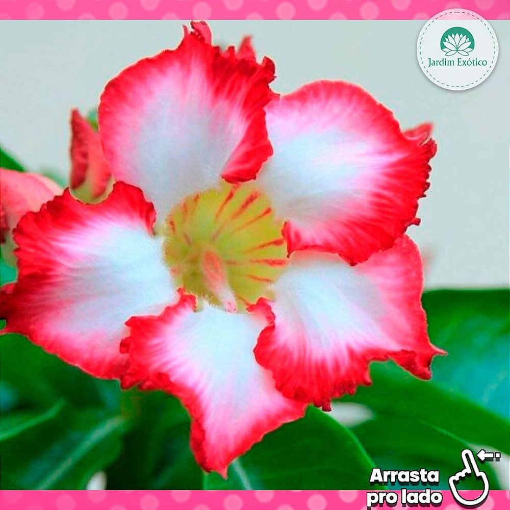 rosa do deserto-roseiras-como plantar rosa do deserto-como podar rosas -  Jardim Exótico - O maior portal de plantas e produtos naturais do Brasil.