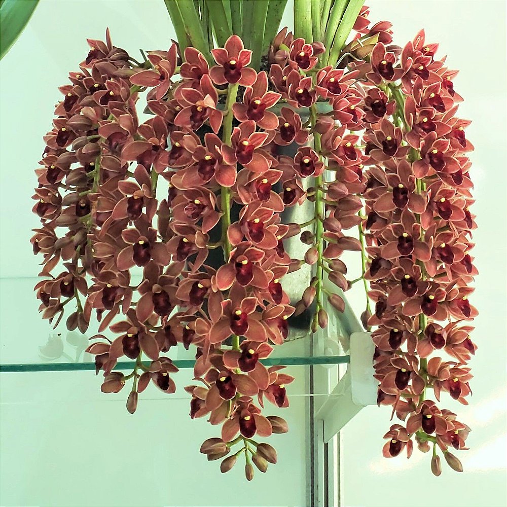 Orquídea Cymbidium Dorothy Stockstill - Muda - Jardim Exótico - O maior  portal de plantas e produtos naturais do Brasil.