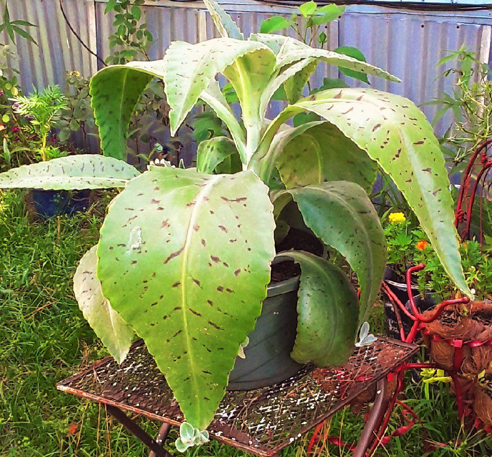Álbumes 93+ Foto Planta Oreja De Burro O Kalanchoe Mirada Tensa
