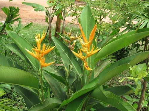 Heliconia Spirale Amarela - Haste floral ascendente - Jardim Exótico - O  maior portal de plantas e produtos naturais do Brasil.