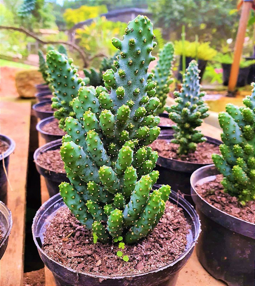 Cacto Opuntia Monacantha Monstruosa - Jardim Exótico - O maior portal de  plantas e produtos naturais do Brasil.