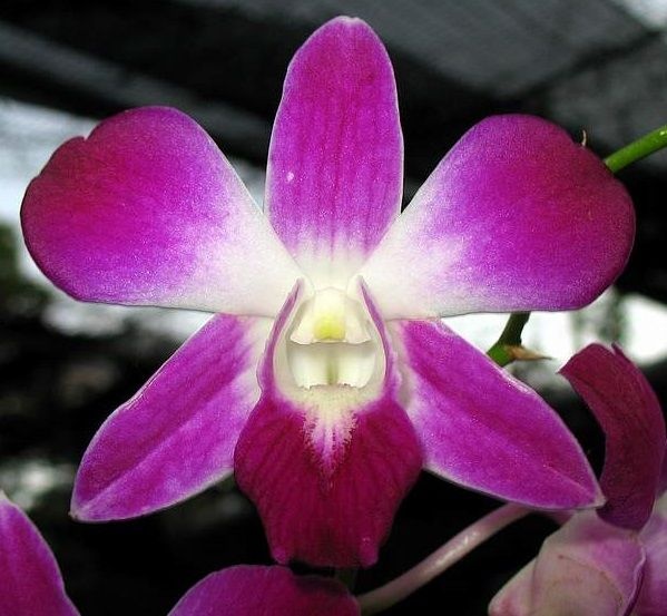 Orquídea Denphal Sonia Diamond - Jardim Exótico - O maior portal de plantas  e produtos naturais do Brasil.