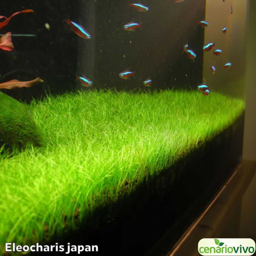 Eleocharis Sp Japan Cenariovivo Plantas Aquaticas
