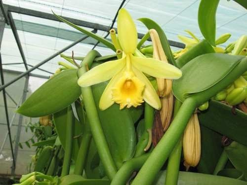 Vanilla - Orquídea de onde é extraida a Baunilha - Adulta - Empório das  Orquídeas