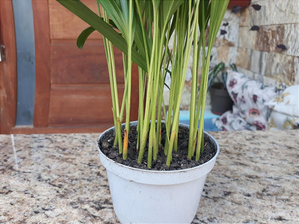Areca bambu Plantas RJ venda de plantas, arranjos
