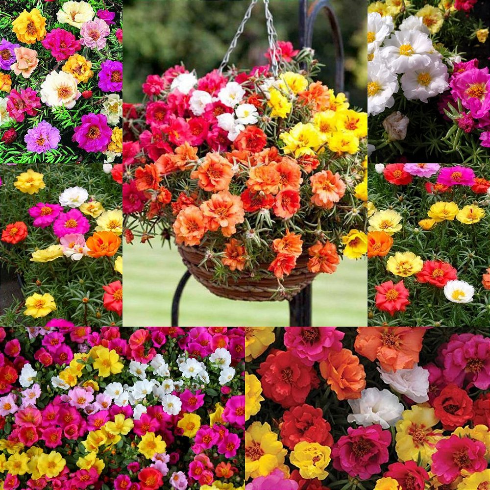 Sementes Flores Onze Horas - Jardinagem e decoração