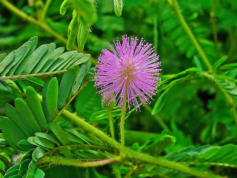 20 Sementes Linda Dormideira Planta Sensitiva - Mimosa Pudica - Semente  Orgânica - Mudas, Sementes e tudo Para Cultivos Orgânicos