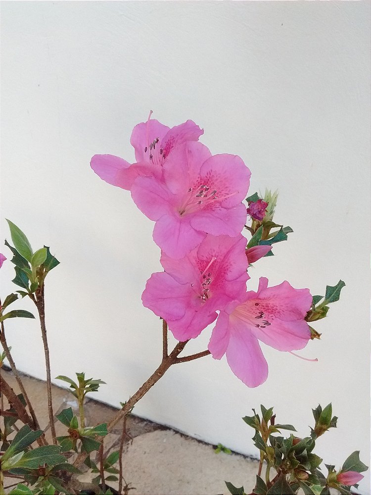 Muda De Azaléia Rosa Florescendo com 80 cm + Brinde - Semente Orgânica -  Mudas, Sementes e tudo Para Cultivos Orgânicos