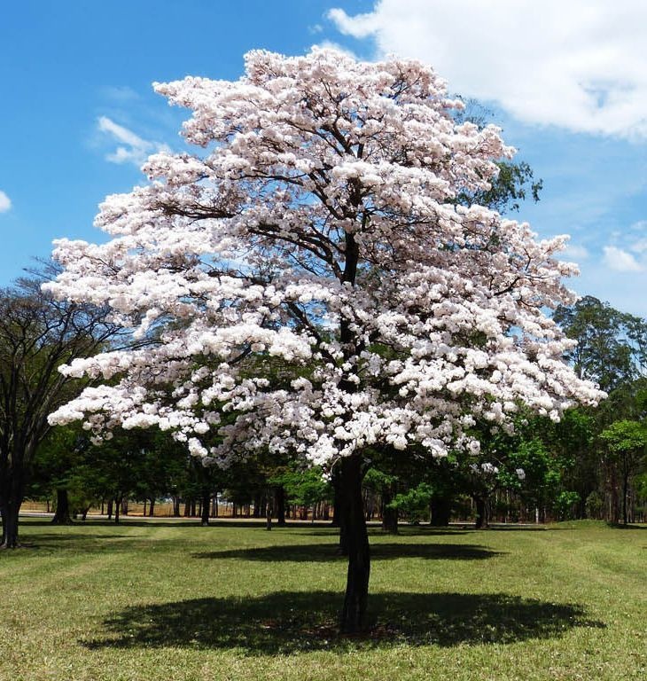 Ipê Branco Muda com 80 cm - Tabebuia roseo-alba - Semente Orgânica - Mudas,  Sementes e tudo Para Cultivos Orgânicos