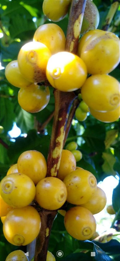 Catuaí Amarelo Café Fernandes