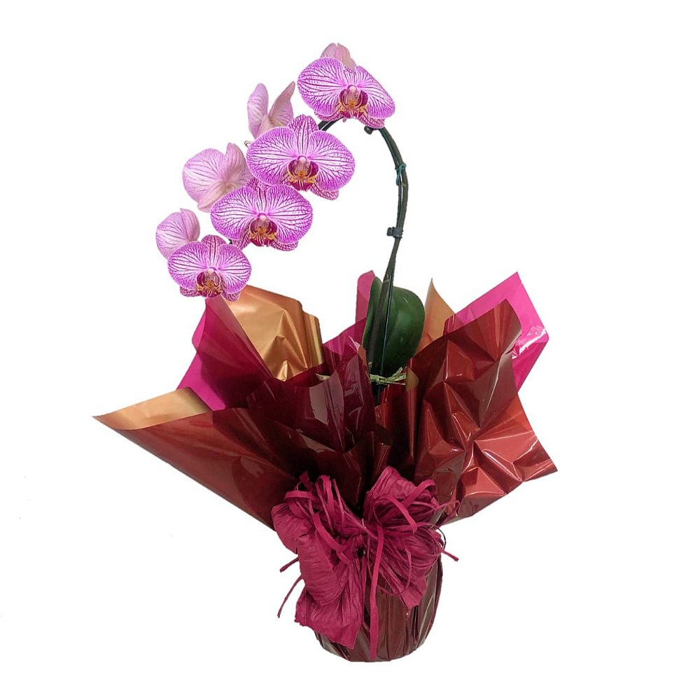Orquídea Phalaenopsis Pink para presente - Desejo Flores Online: Buquês,  Arranjos, Cestas e mais | Desejo Flores Online