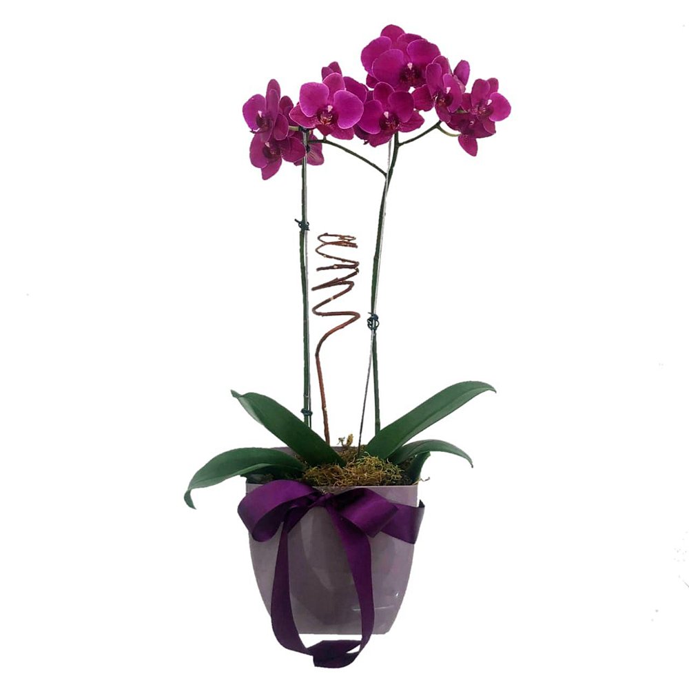 Orquídea Phalaenopsis Pink no cachepot - Desejo Flores Online: Buquês,  Arranjos, Cestas e mais | Desejo Flores Online