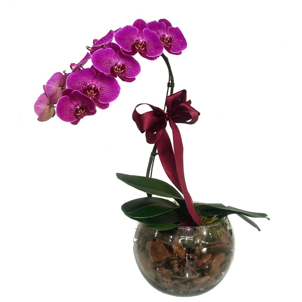 Orquídea Phalaenopsis Pink em aquário de vidro - Desejo Flores Online:  Buquês, Arranjos, Cestas e mais | Desejo Flores Online