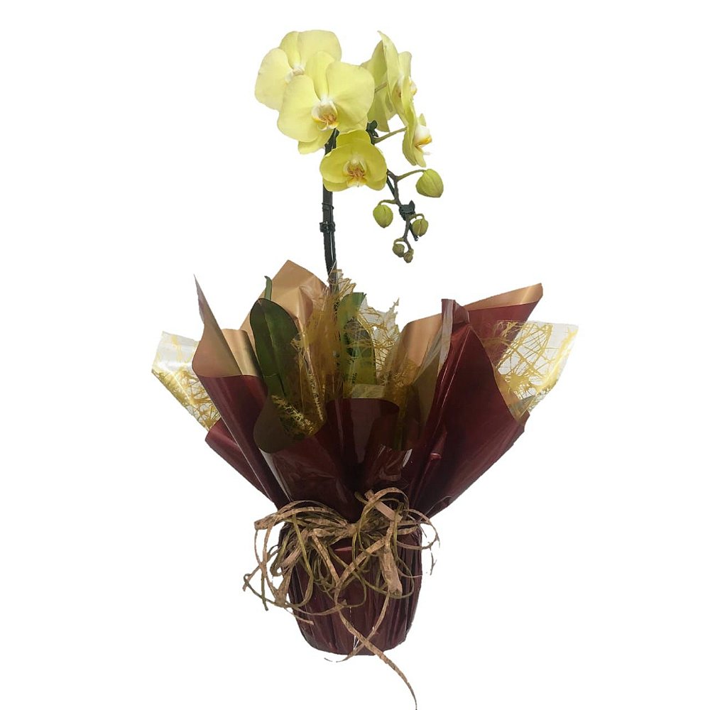 Orquídea Phalaenopsis Amarela para presente - Desejo Flores Online: Buquês,  Arranjos, Cestas e mais | Desejo Flores Online