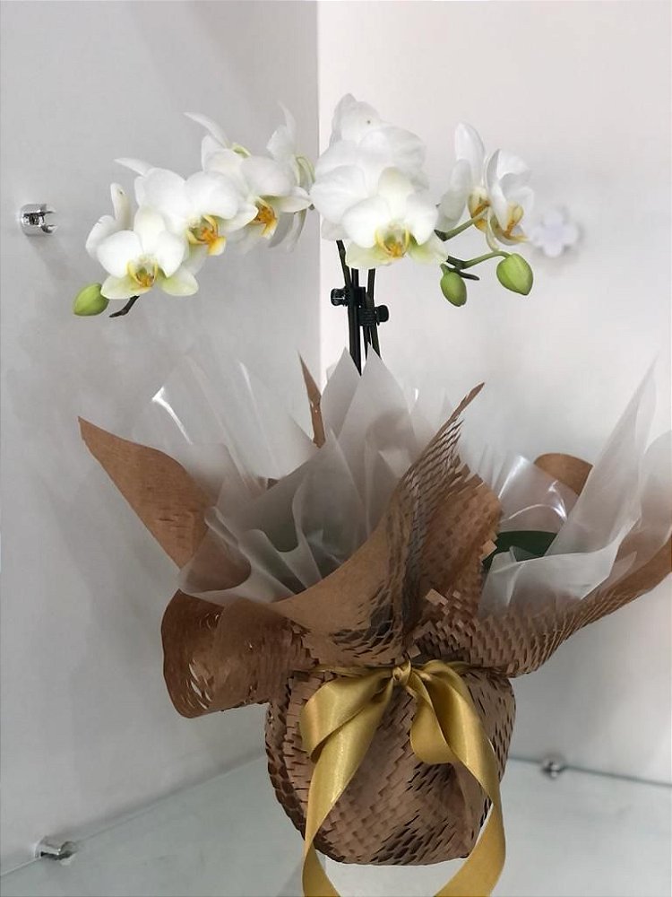 Mini Orquídea Presente - Desejo Flores Online: Buquês, Arranjos, Cestas e  mais | Desejo Flores Online
