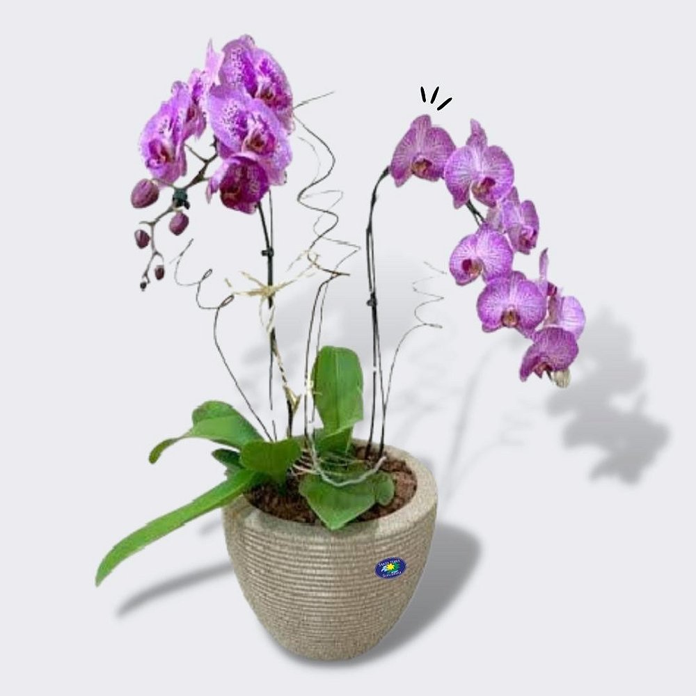 Vaso de Orquídea Roxa - Santa Terra Floricultura