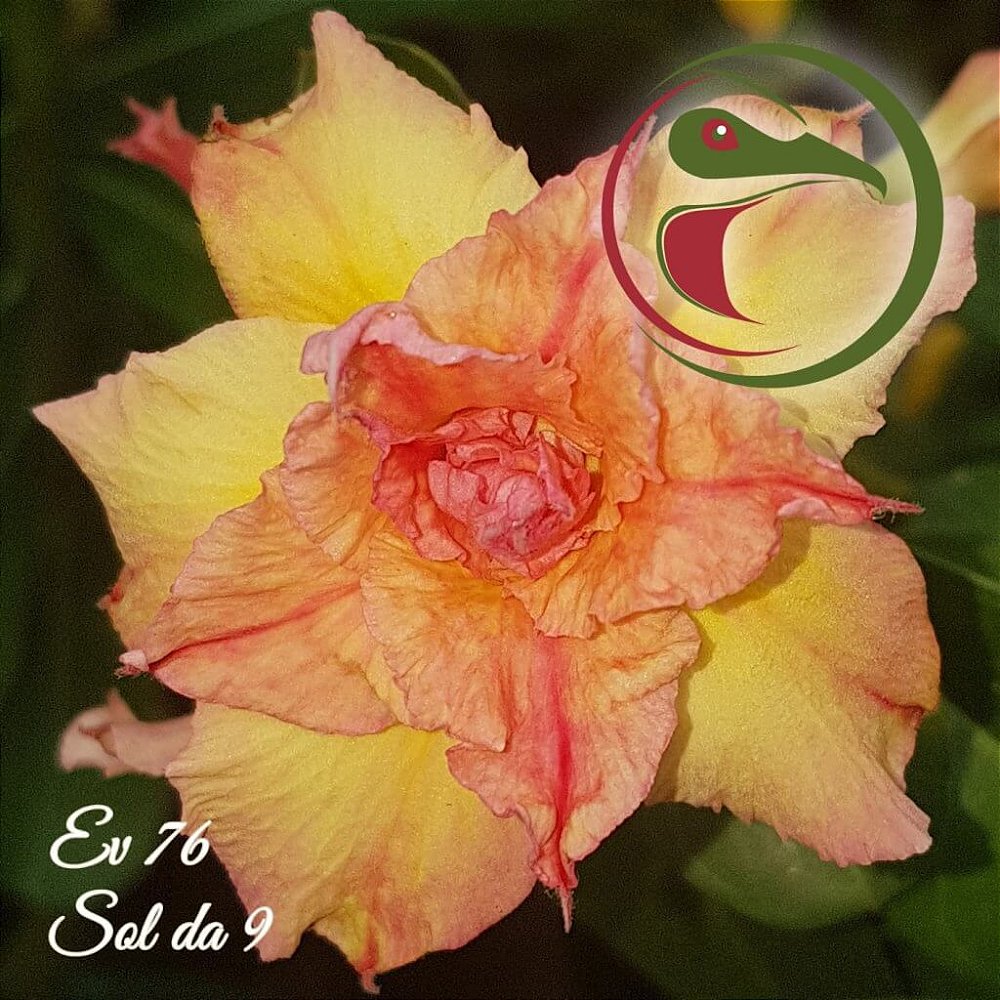 Rosa do Deserto EV-76 Enxerto Sol das 9 - Giulia Flores Rosas Do Deserto  Enxerto Mudas Sementes Substratos