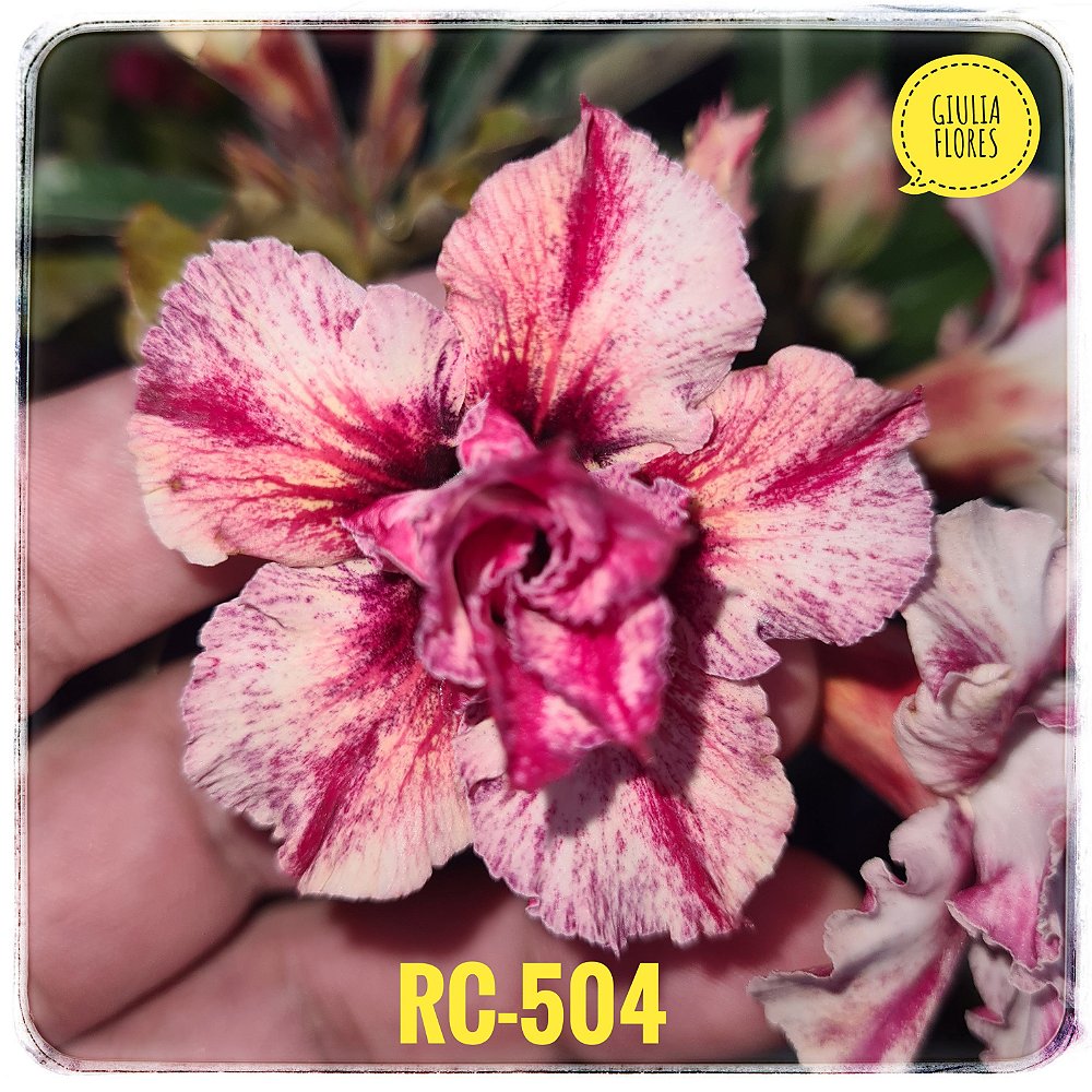 Rosa do Deserto Enxerto RC-504 - Giulia Flores Rosas Do Deserto Enxerto  Mudas Sementes Substratos