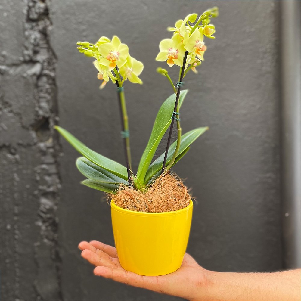 Mini Orquídea Amarela Esverdeada + Vaso em Cerâmica - pitanga floricultura