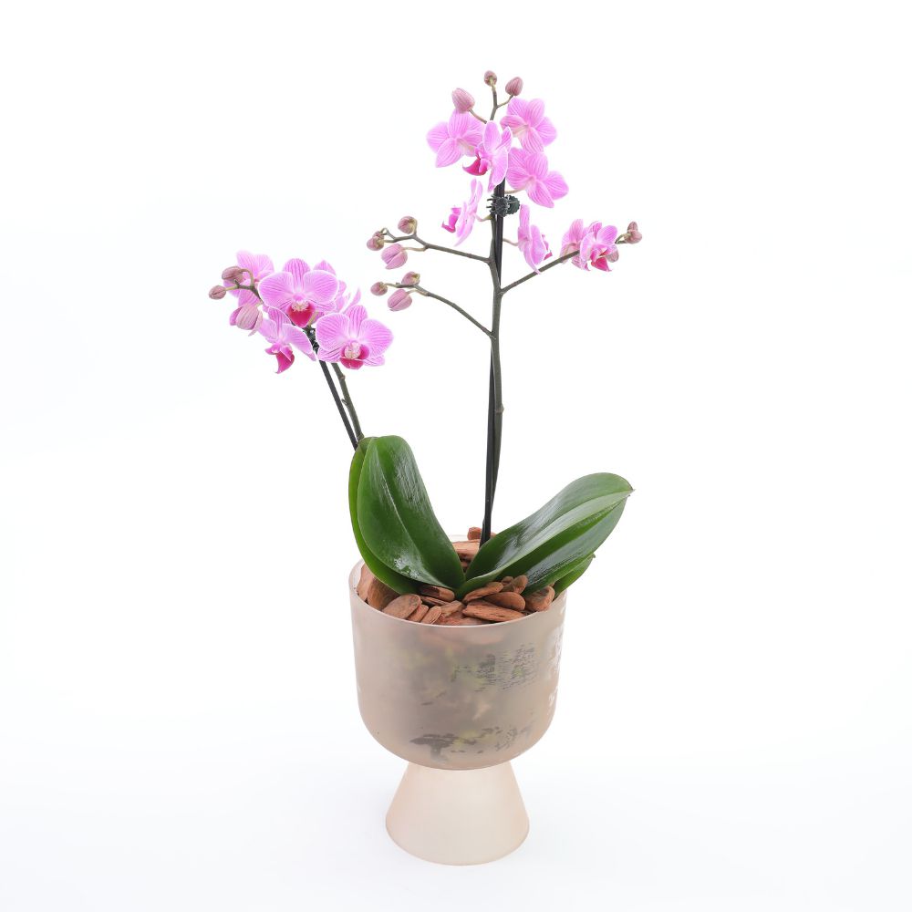 Vaso de Orquídea - Oferta de Orquídea Rosa, no Vaso e Mais
