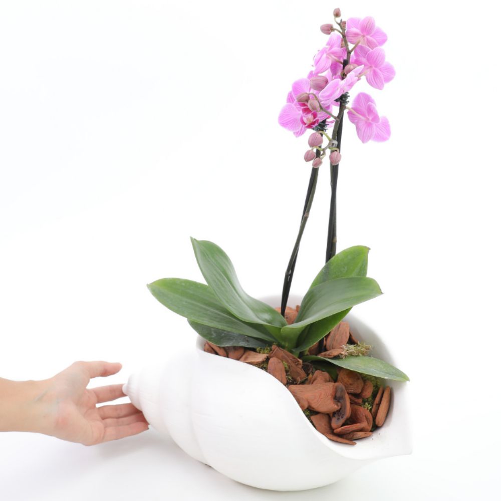 Orquídea - Claratí Flores e Plantas | Floricultura - Compre Flores Online