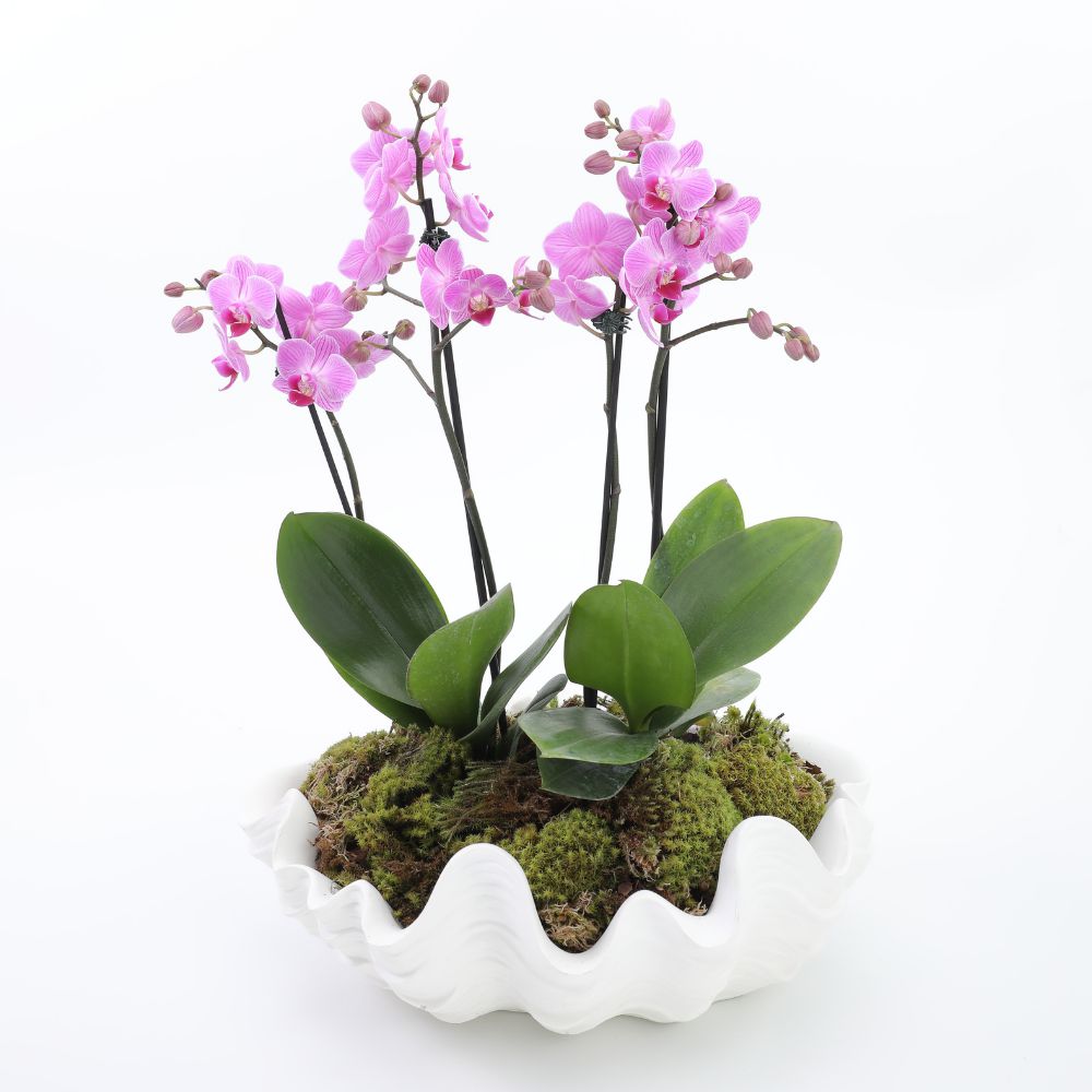 Orquídeas Rosas na Concha - Claratí Flores e Plantas | Floricultura -  Compre Flores Online