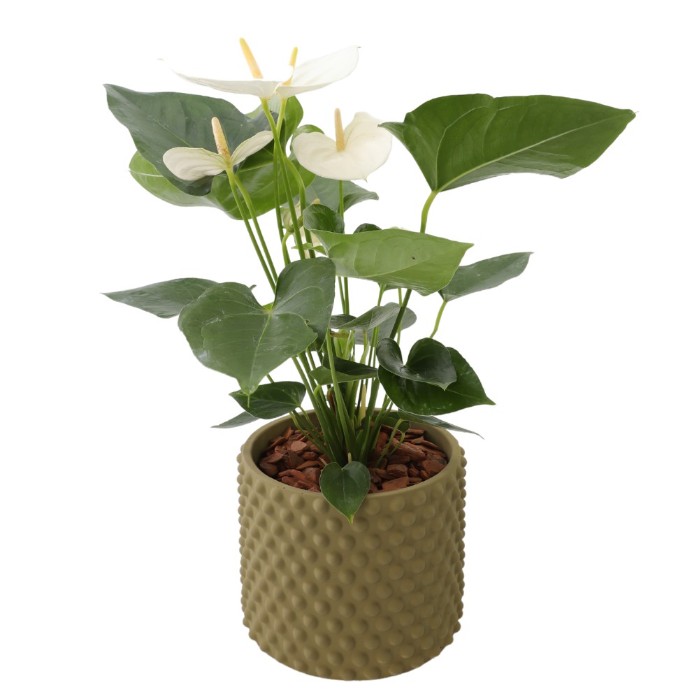 Antúrio Branco no Cachepot Verde - Claratí Flores e Plantas | Floricultura  - Compre Flores Online