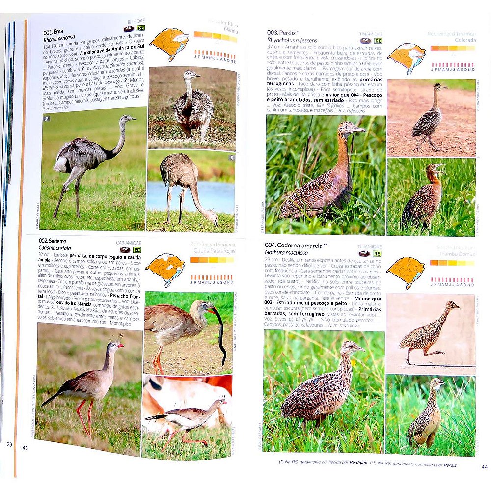 Aves do Rio Grande do Sul guia de identificação - A Loja dos Passarinhos