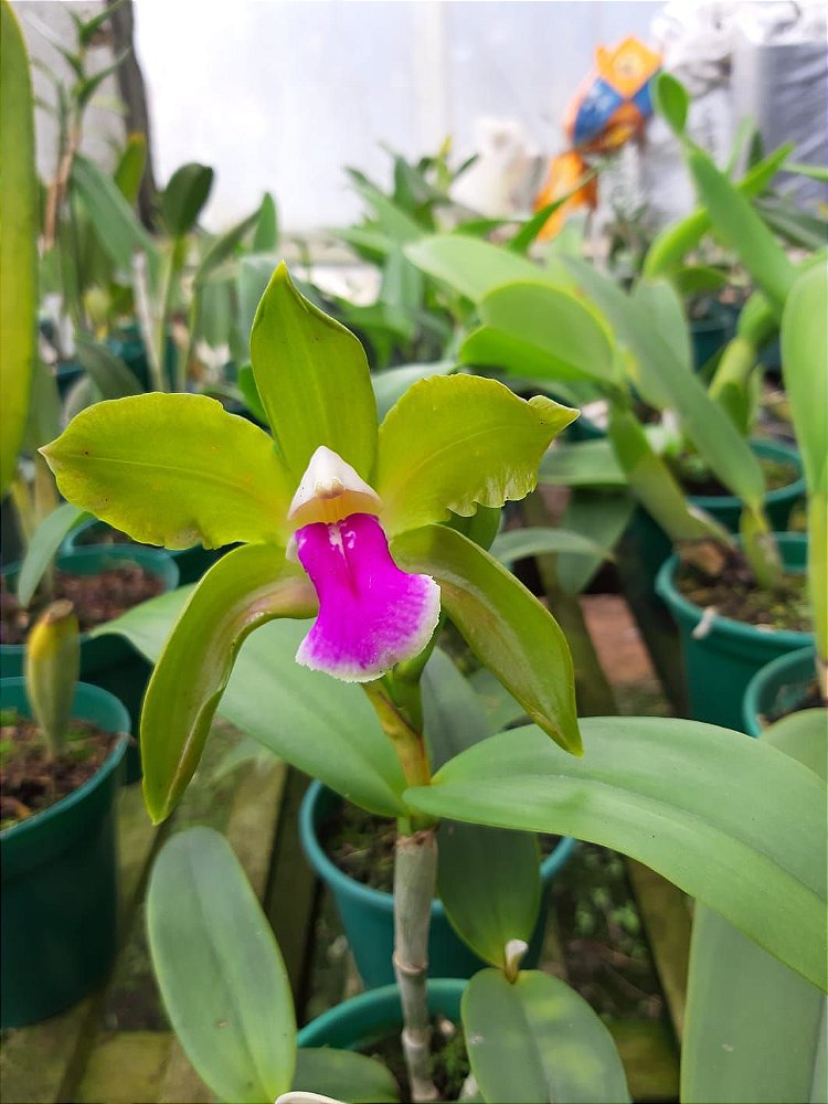 Cattleya Bicolor (verde x coerulea paulista) Adulta - Orquídea no Quintal