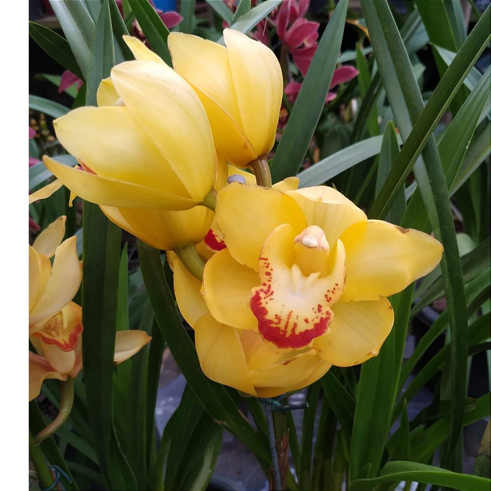 Orquídea Cymbidium Amarelo - Adulto - Orquidário Ronmar - Flores e Plantas  Ornamentais