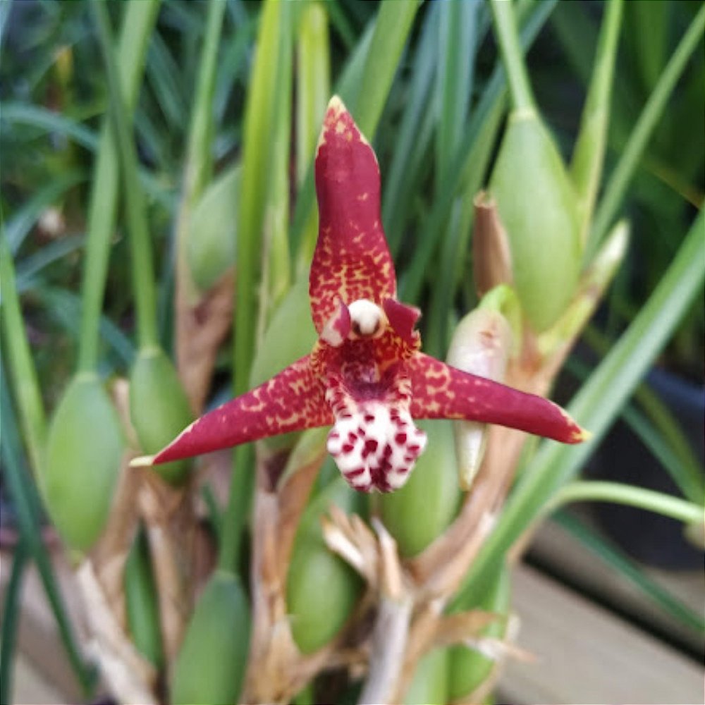 Orquídea Maxillaria tenuifolia (Orquídea cheiro de coco) - Adulta -  Orquidário Ronmar - Flores e Plantas Ornamentais