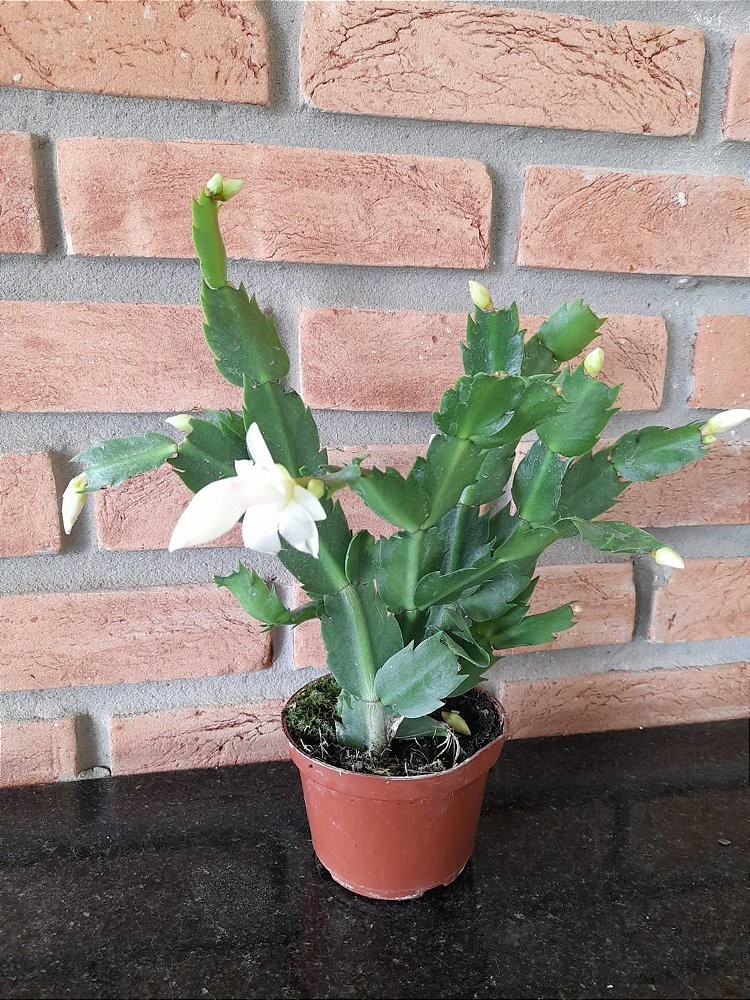 Flor de Maio branca pote 11 - Suculentas Holambra