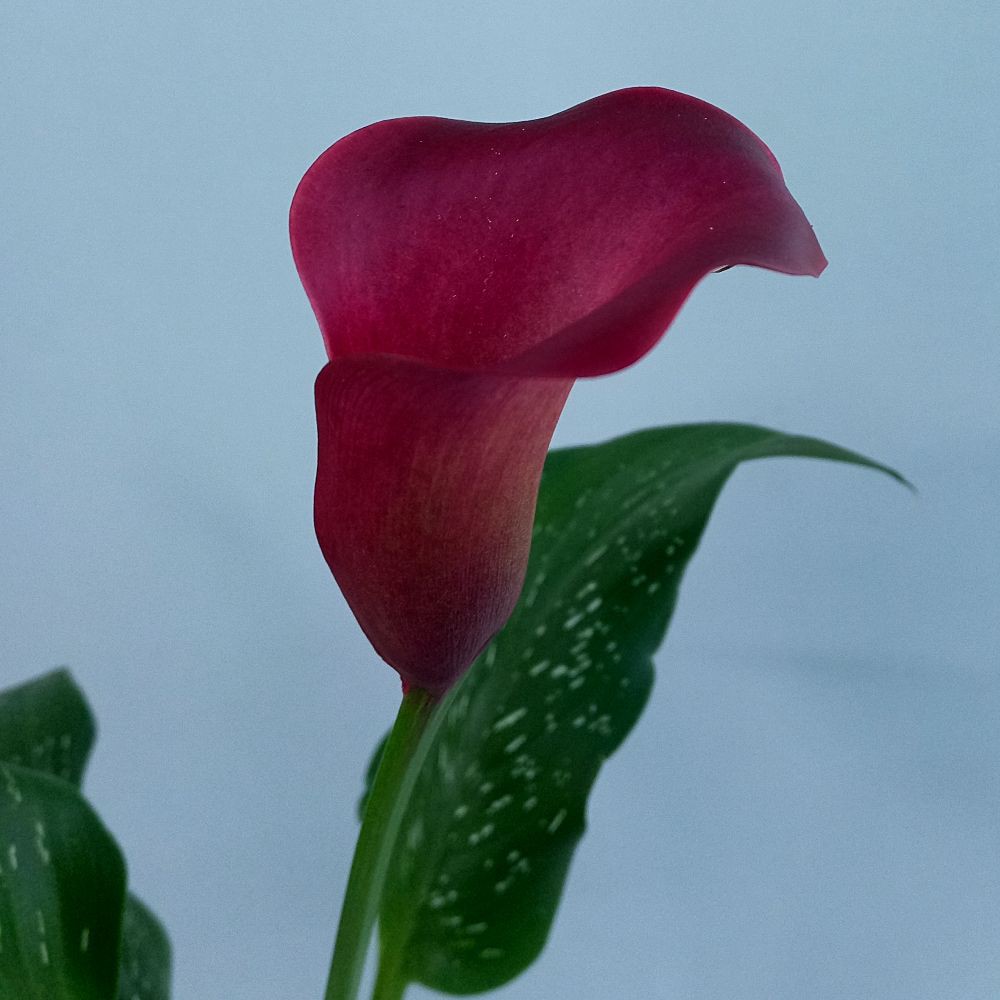 Calla Vinho - Zantedeschia aethiopica - Orquidário 4 Estações - Orquídeas e  Flores Ornamentais