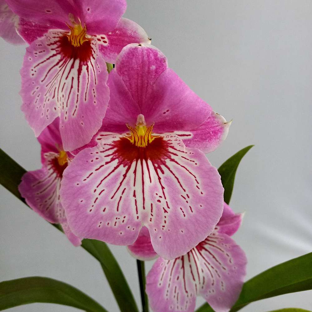 Orquídea Miltonia Colombiana Rosa - Orquidário 4 Estações - Orquídeas e  Flores Ornamentais