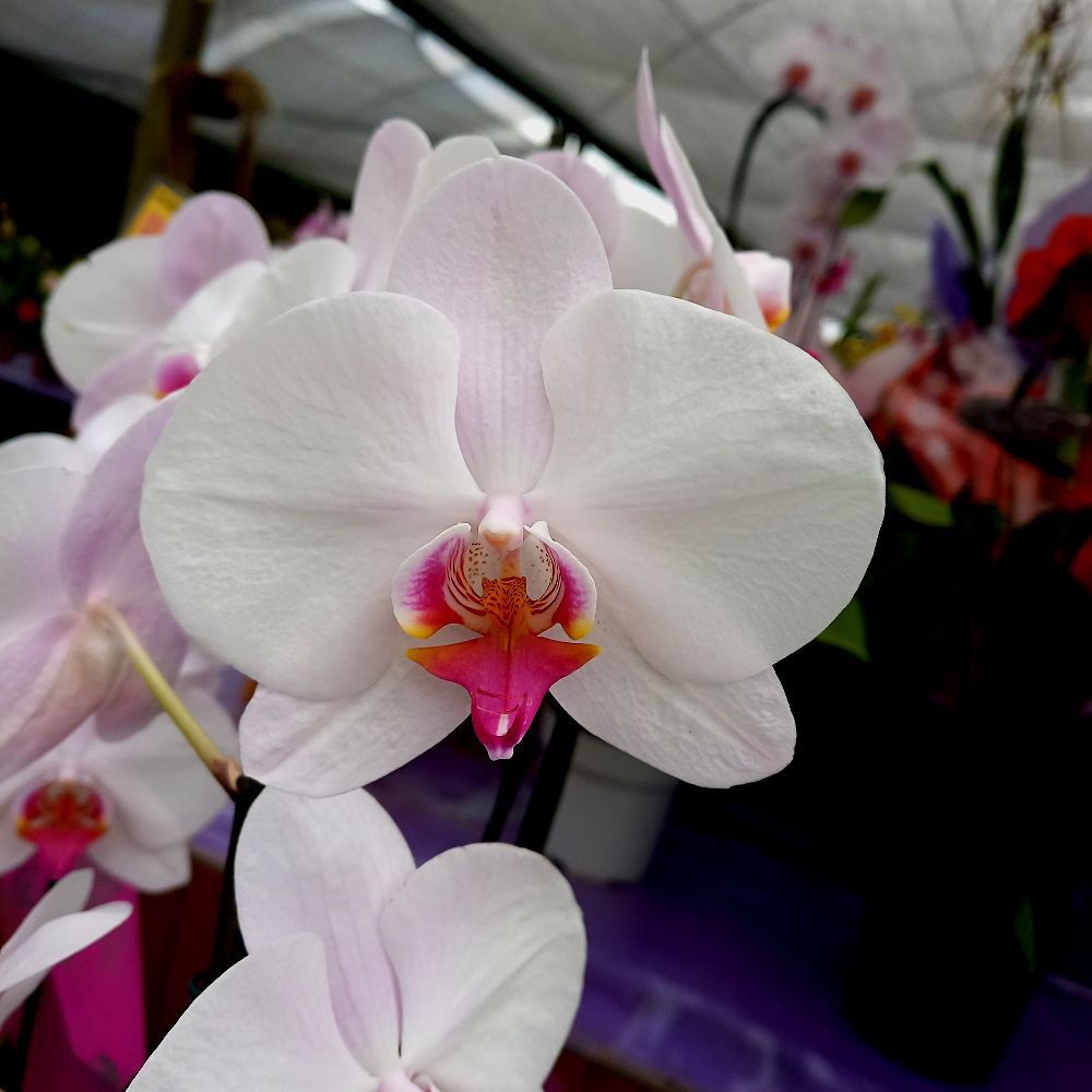 Orquídea Phalaenopsis Semi Alba Especial - Orquidário 4 Estações - Orquídeas  e Flores Ornamentais