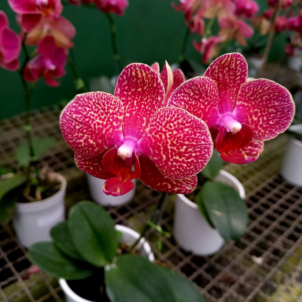 Orquídea Phalaenopsis Vermelha Mesclada - Orquidário 4 Estações - Orquídeas  e Flores Ornamentais
