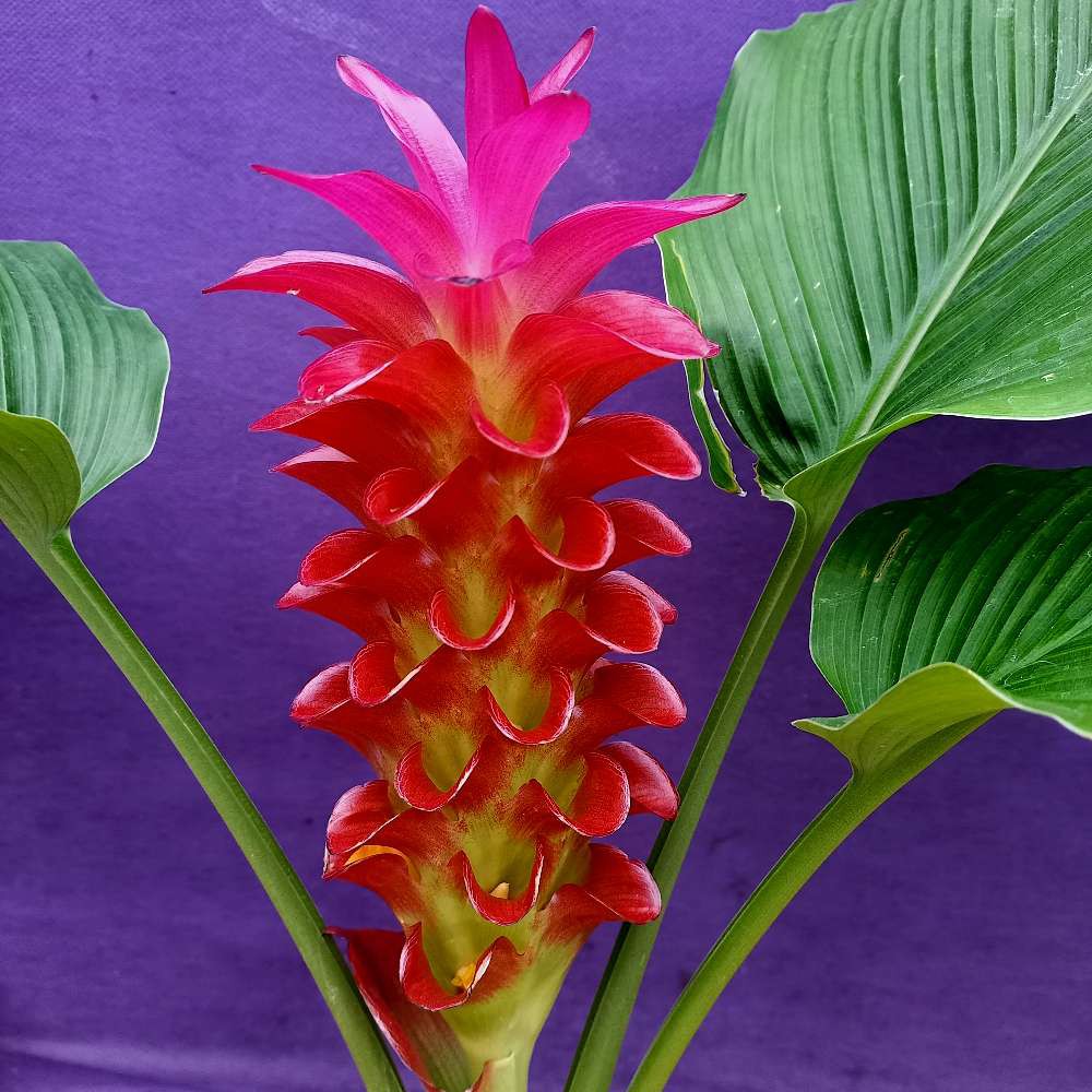 Cúrcuma Red Torch - Orquidário 4 Estações - Orquídeas e Flores Ornamentais