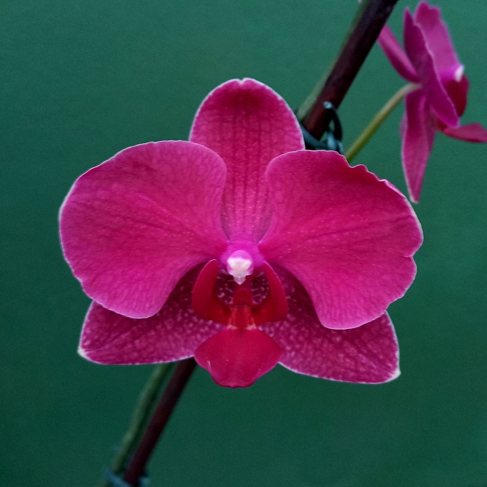 Orquídea Phalaenopsis Vermelha - Orquidário 4 Estações - Orquídeas e Flores  Ornamentais