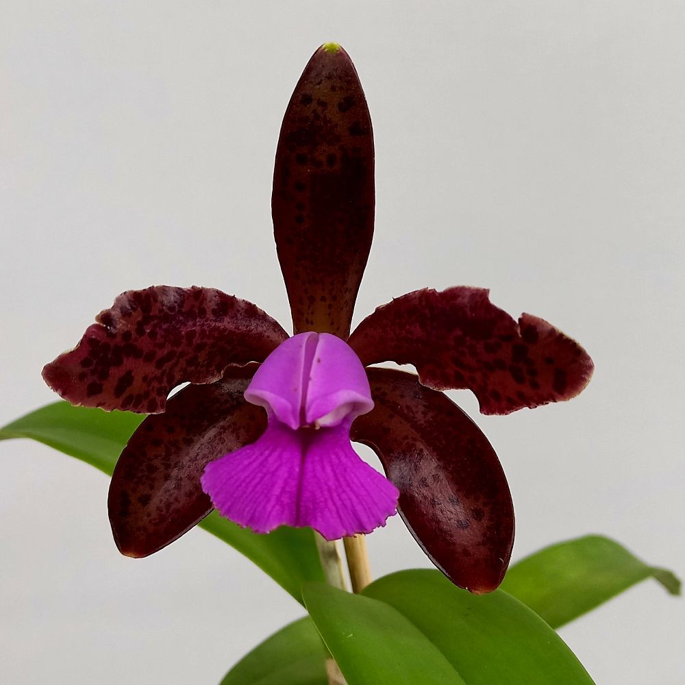 Orquídea Cattleya leopoldii 