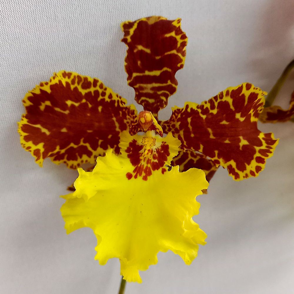 Orquídea Oncidium Jorge Verboonen - Orquidário 4 Estações - Orquídeas e  Flores Ornamentais