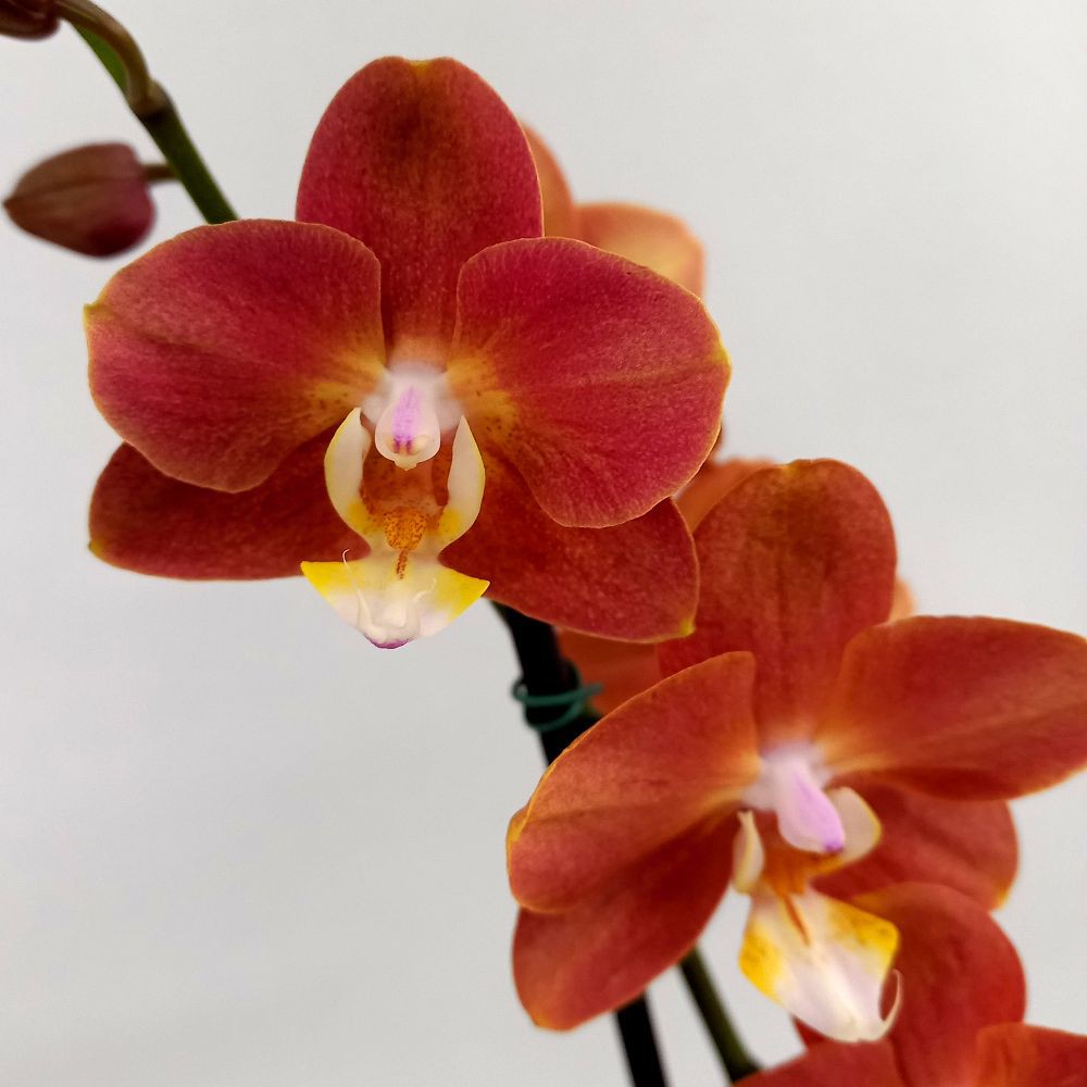 Orquídea Phalaenopsis Horizon - Orquidário 4 Estações - Orquídeas e Flores  Ornamentais