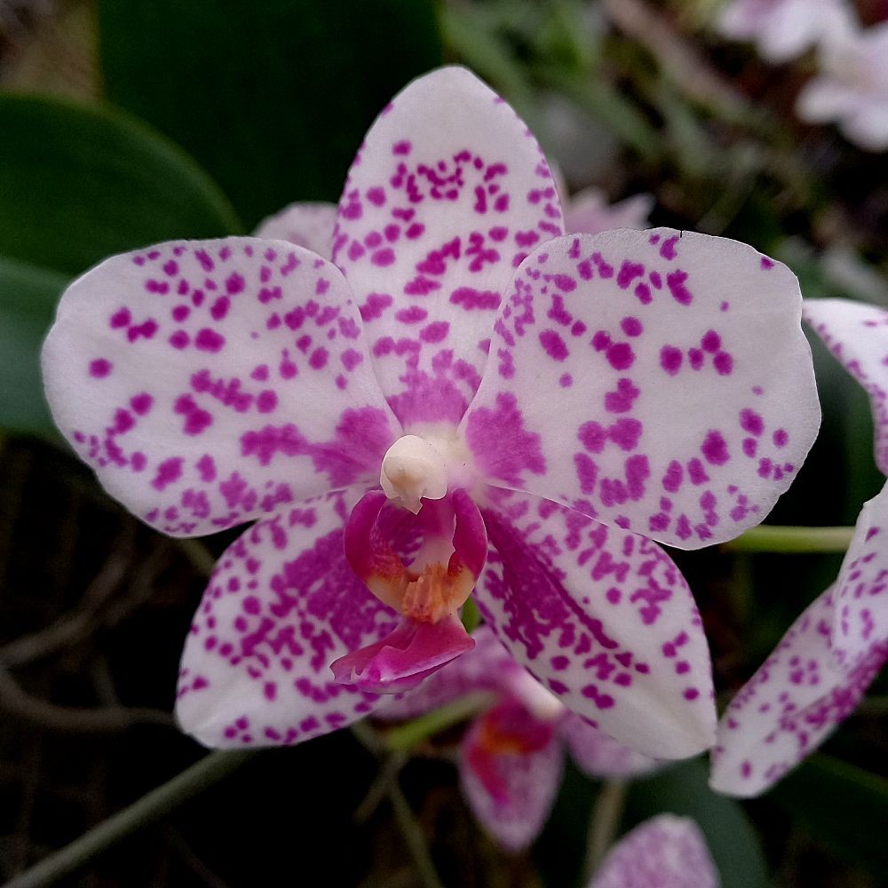 Orquídea Phalaenopsis Branca Pintada - Orquidário 4 Estações - Orquídeas e  Flores Ornamentais