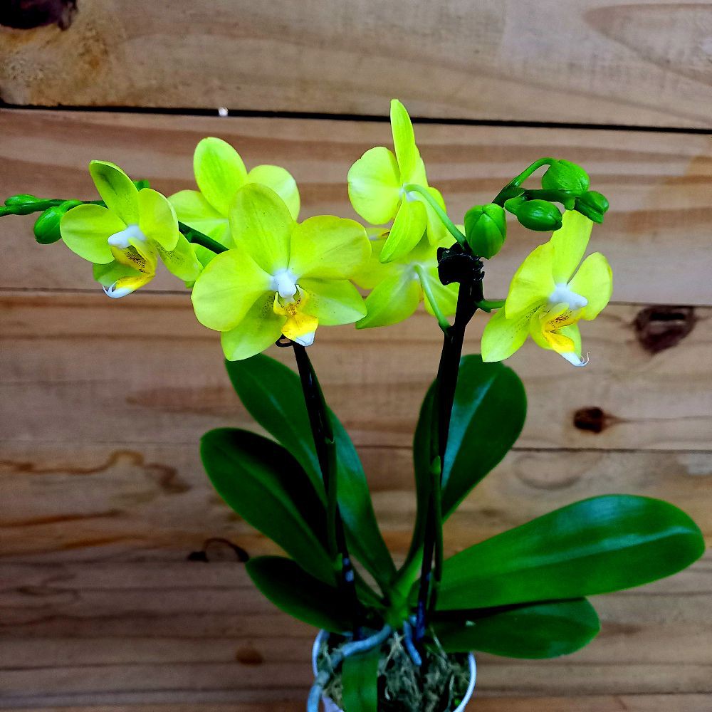 Orquídea Phalaenopsis Amarela Mini - Orquidário 4 Estações - Orquídeas e  Flores Ornamentais